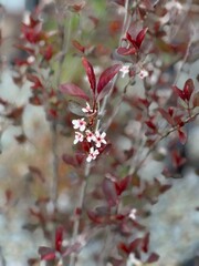 Pink flowers in spring