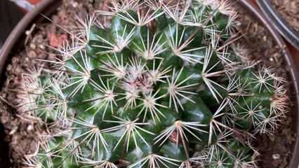Naklejka na ściany i meble Green cactus with long thorns