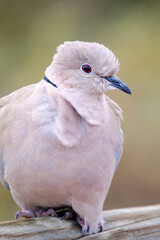 Portrait of a beautiful white dove, also called Eurasian collared dove or ring-necked dove (Streptopelia capicola) on green blurred background on Fuerteventura, Spain - fauna of Canary Islands..
