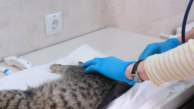 the doctor in the clinic gives an analgesic injection into the cat's scrotum before the castration operation.
