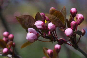 buds of pink tree flowers in spring, close up - 594284910