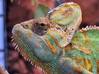 chameleon profile