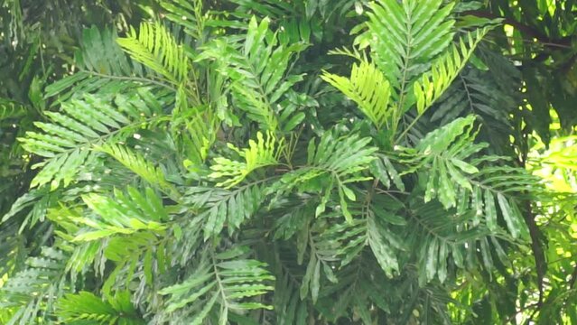 Filicium decipiens (Also called ferntree, fern tree, fern leaf tree, Kerai payung, kiara payung, ki sabun ). It is planted as an ornamental tree in the Indian subcontinent, Indonesia, Hawaii etc