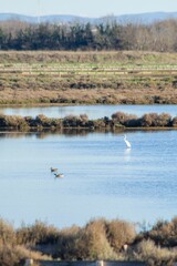 Vertical shot of saltworks with birds visible in the evaporation ponds, Nin, Croatia