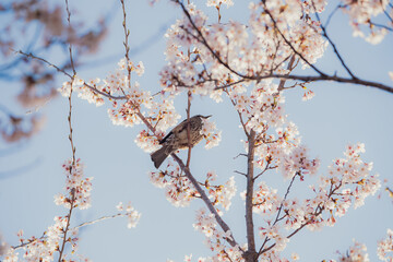 桜