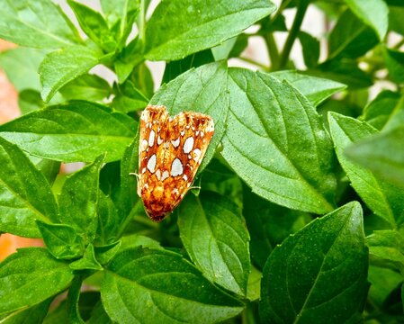 Top view of silver-spotted fern moth on green plant leaves