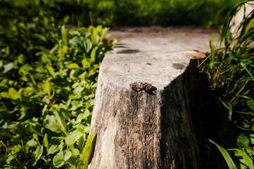 Pair of gold wedding rings on a stump