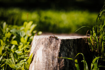 Pair of gold wedding rings on a stump