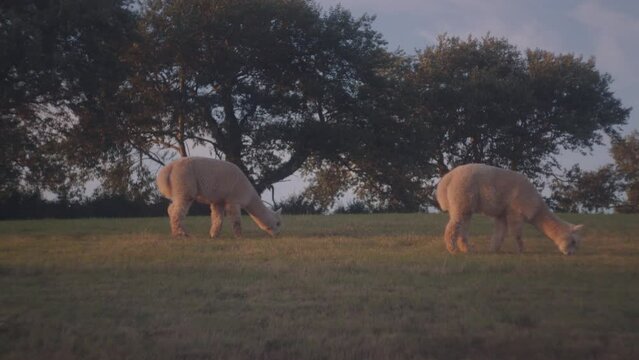 Slow-motion footage of cute alpacas grazing grass on a field in the countryside at sunset