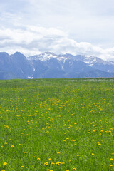 beautiful spring view on green meadow with dandelions and tatras mountains
