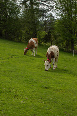 livestock cows graze on a green meadow in the mountains