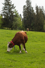 livestock cows graze on a green meadow in the mountains