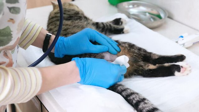 a doctor at a veterinary clinic treats a cat's scrotum before castration surgery.