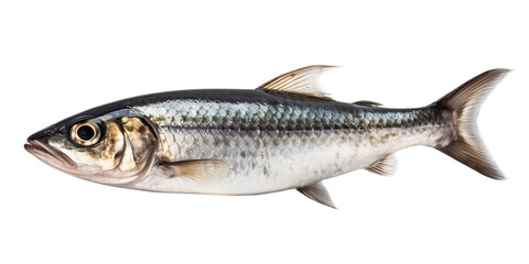 Obraz premium Sardine fish in transparent background. Generative AI.