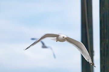 the seagull flying