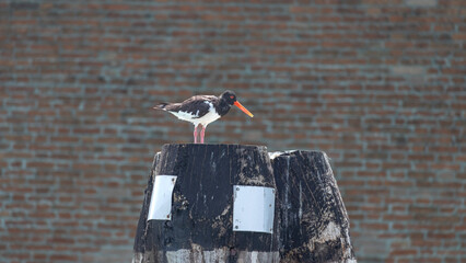 An  American Oystercatcher bird in Venice