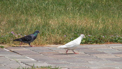 Passeggiata di colombi
