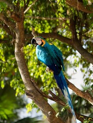 SOUTH AMERICAN PARROT