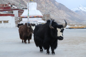 Yaks in Tibet