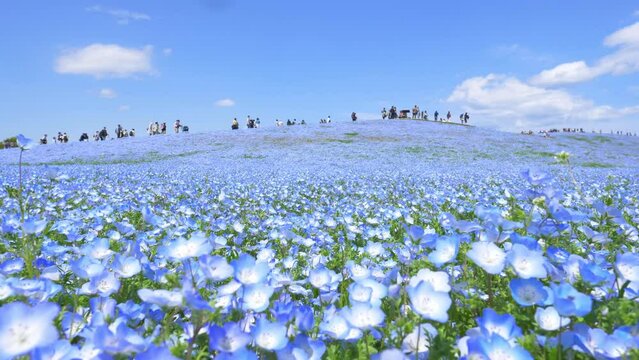 blue nemophila flower field in Hitachi seaside park, tourism in Japan, beautiful blooming blue flower field in summer with blue sky