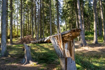 Broken tree in a dense green forest