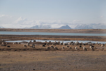 Herd in Tibet by the water
