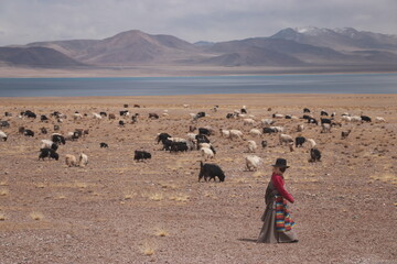 Girl and her sheep herd in Tibet