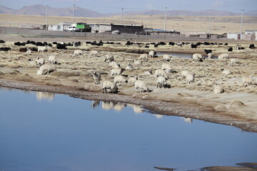 Herd and water in Tibet
