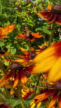 Vertical of the beautiful butterflies resting on the orange flowers on blurred background