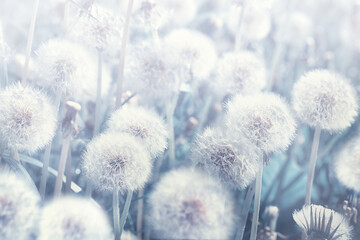 Dreamy dandelions blowball flowers, seeds fly in the wind against sunlight. Vintage Dusty Blue pastel toned. Macro soft focus. Image of spring. Nature greeting card background