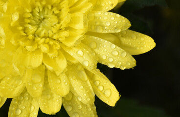 A flower in spring, Sainte-Apolline, Québec,  Canada