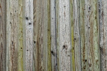 Close-up shot of a wood texture with green tint to it