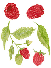 Watercolor set, with raspberries, leaves isolated on white background. For various food products, kitchen, cards etc.