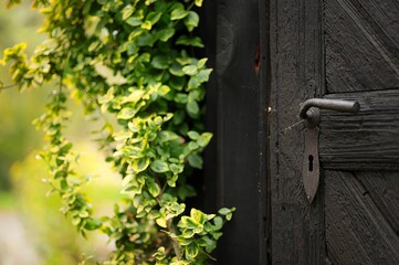 Wooden gate with vibrant greenery