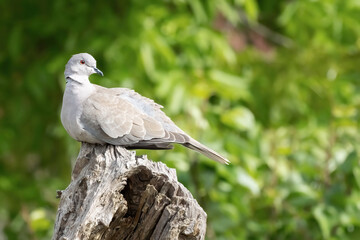 A singe Eurasian collared dove or Streptopelia decaocto sitting on the green background, hello spring
