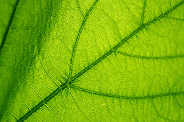 Macro texture of green leaf