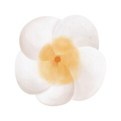 watercolor frangipani flowers, Tropical flower, summer element, Summer illustration