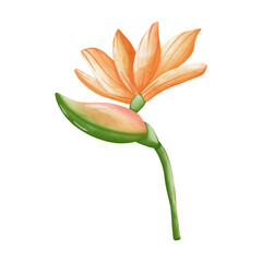 Fototapeta na wymiar Watercolor heliconia flower, Tropical flower, summer element, Summer illustration