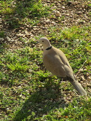 collared dove on the ground