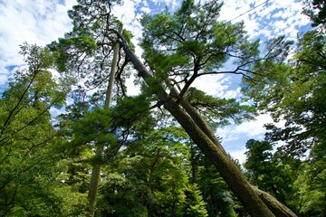 Fallen pine trees and support trees.