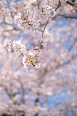 blossom