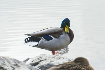 Closeup shot of a duck with a colorful plumage standing on a stone against the lake