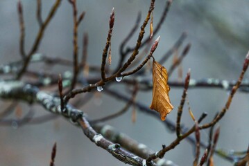 Macro shot of a single orange leaf on the branch of a tree and waterdrops