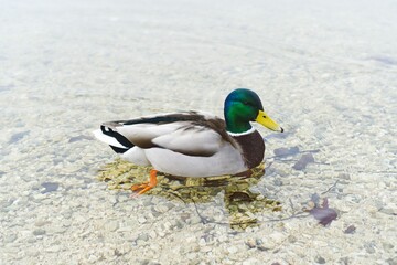 Closeup shot of a colorful duck swimming in a freshwater, stones in the waters of a lake