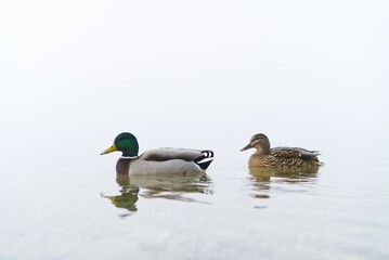Closeup shot of two ducks swimming in the fresh waters of a lake against the fog