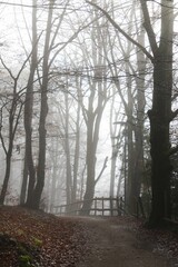Obraz premium Vertical shot of a path and a fence along leafless autumn trees in a park