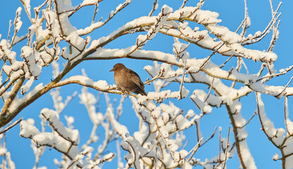 Blackbird in a tree with snow. A photo of a female blackbird in at tree in winter.