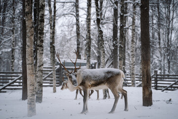 Reindeer farm in Lappland Finland 