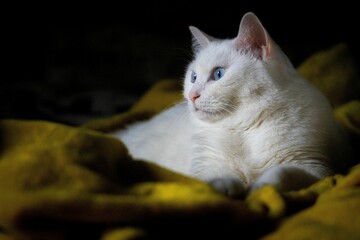 Closeup shot of a white cat lying on the floor