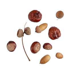 chestnuts and acorns isolated png © Sviatlana Zhornava